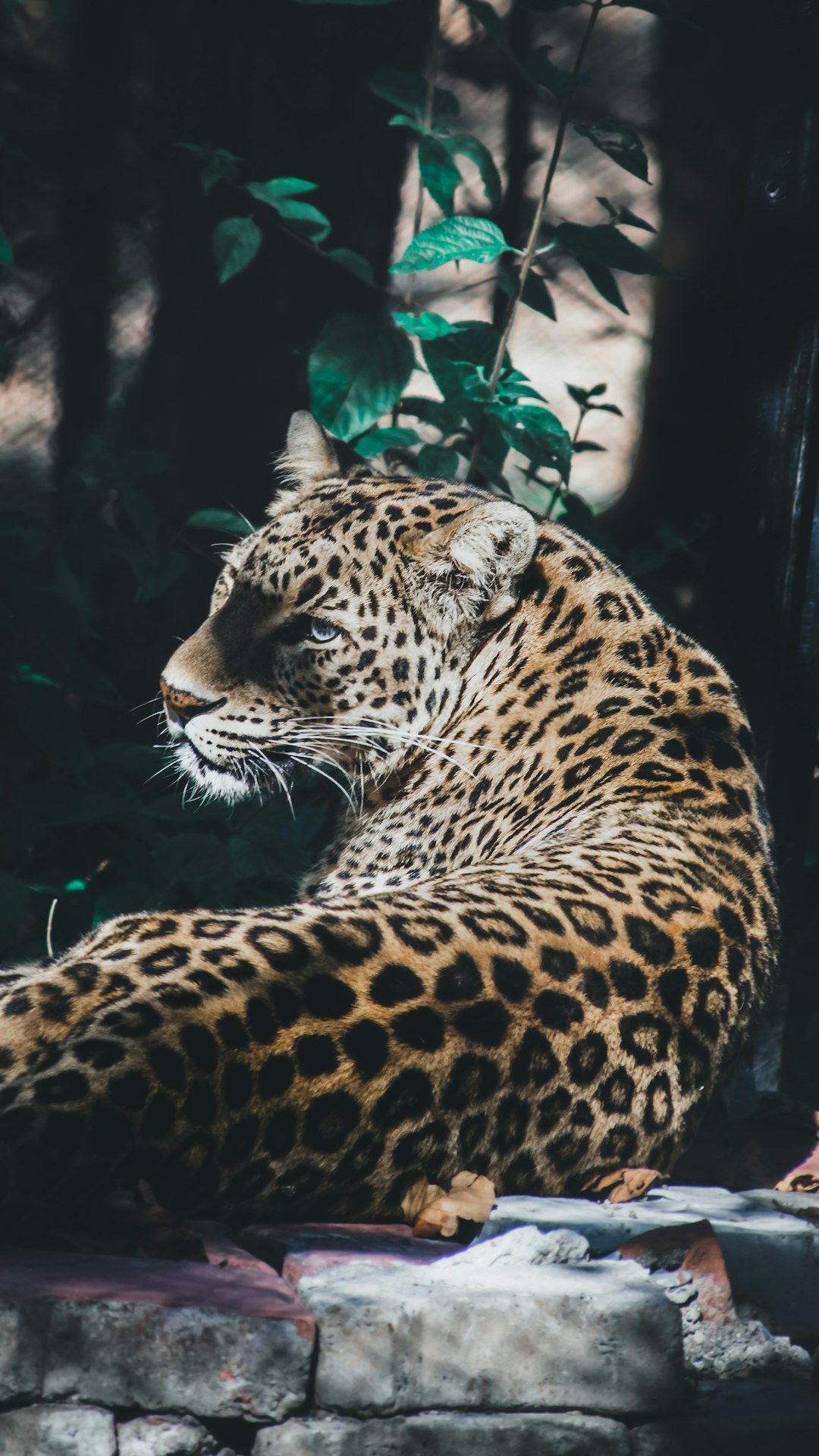 A leopard in India
