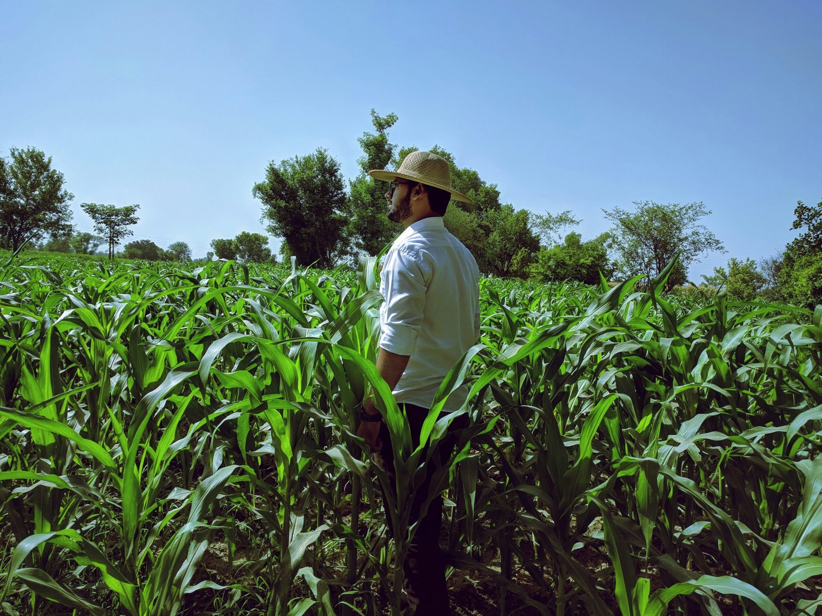 A farmer standing in a field of maize