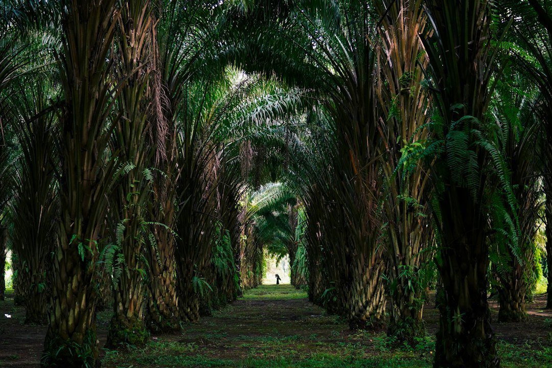 A person walking through a dense grove of tall oil palm trees