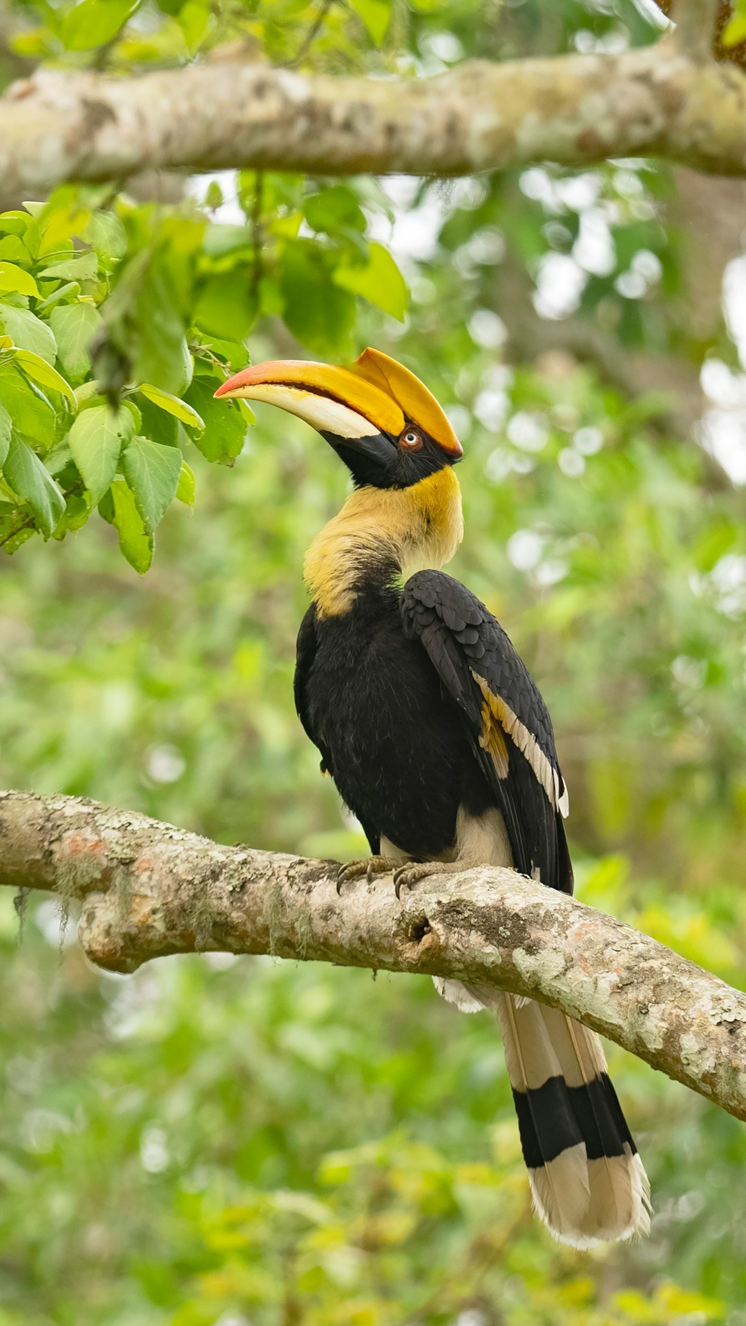 A forest bird native to South and Southeast Asia, representative image
