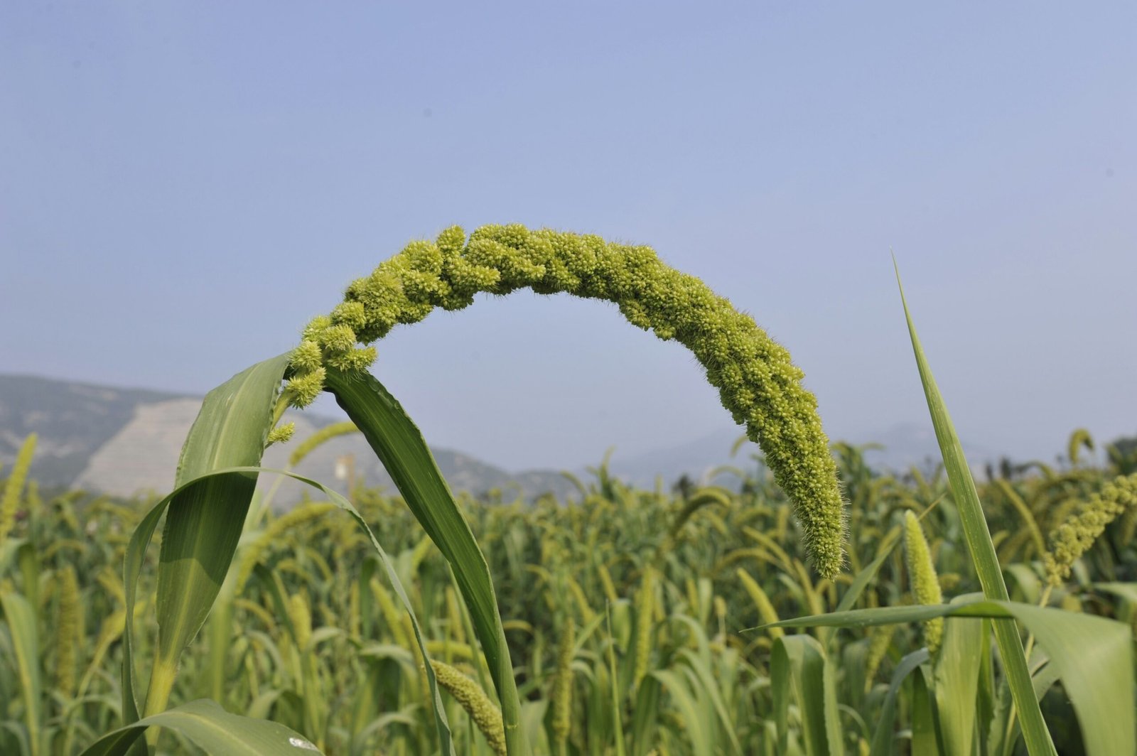 Foxtail millet growing in a green field