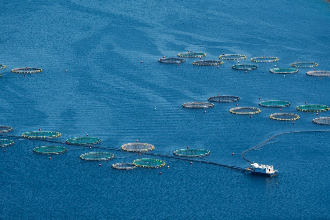 Circular aquaculture farms floating in the ocean
