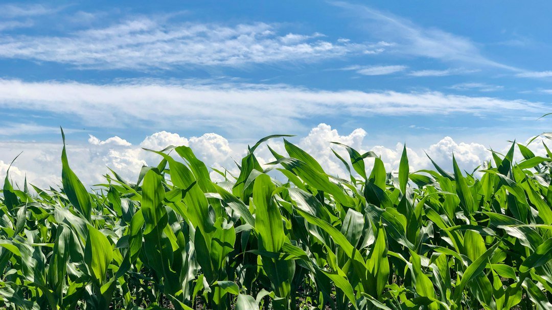 Green maize crop field under a blue sky with white clouds