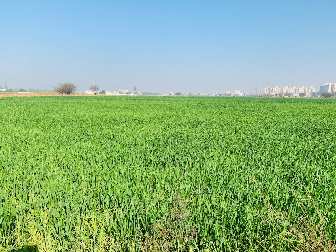 Green wheat field in Punjab, Pakistan