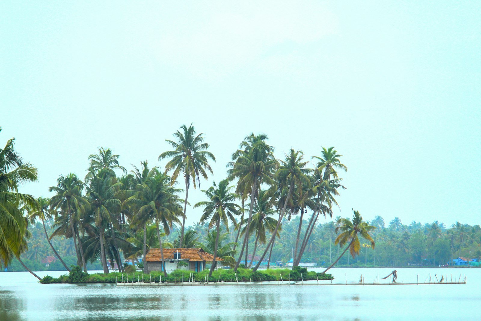 Coconut trees near water in Kerala