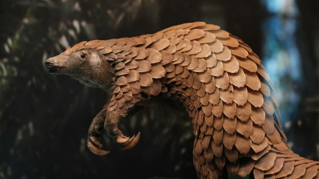 A pangolin, the world's most trafficked mammal