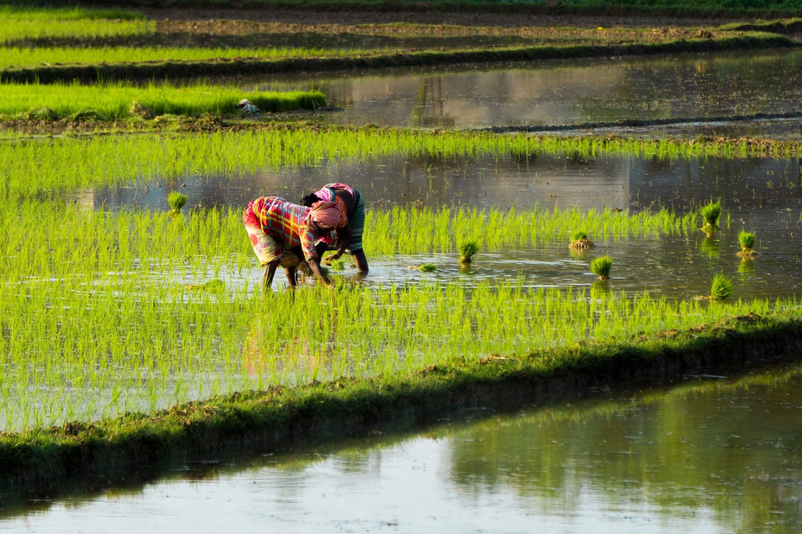 farmer farming on a cropland