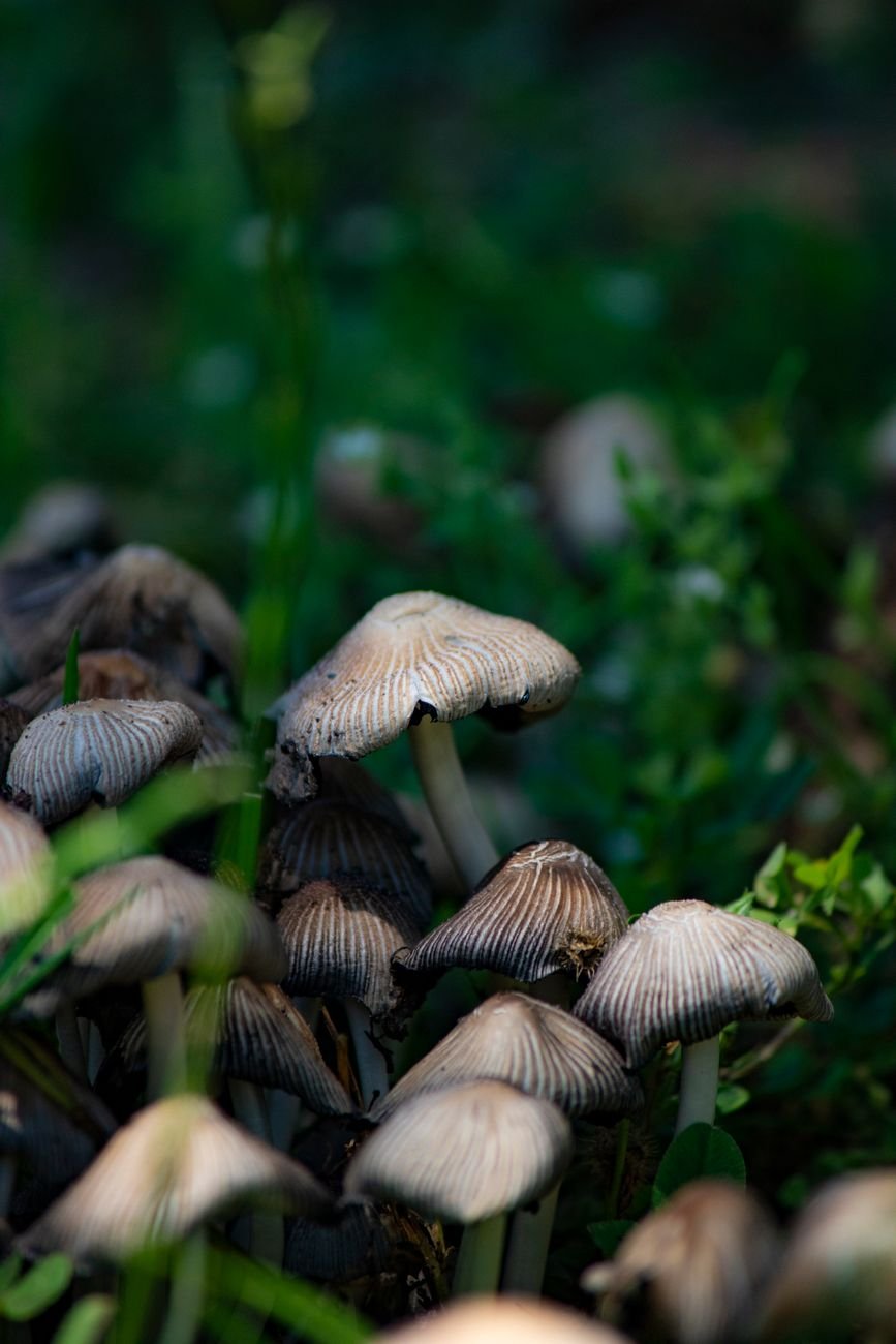 close up of wild mushrooms