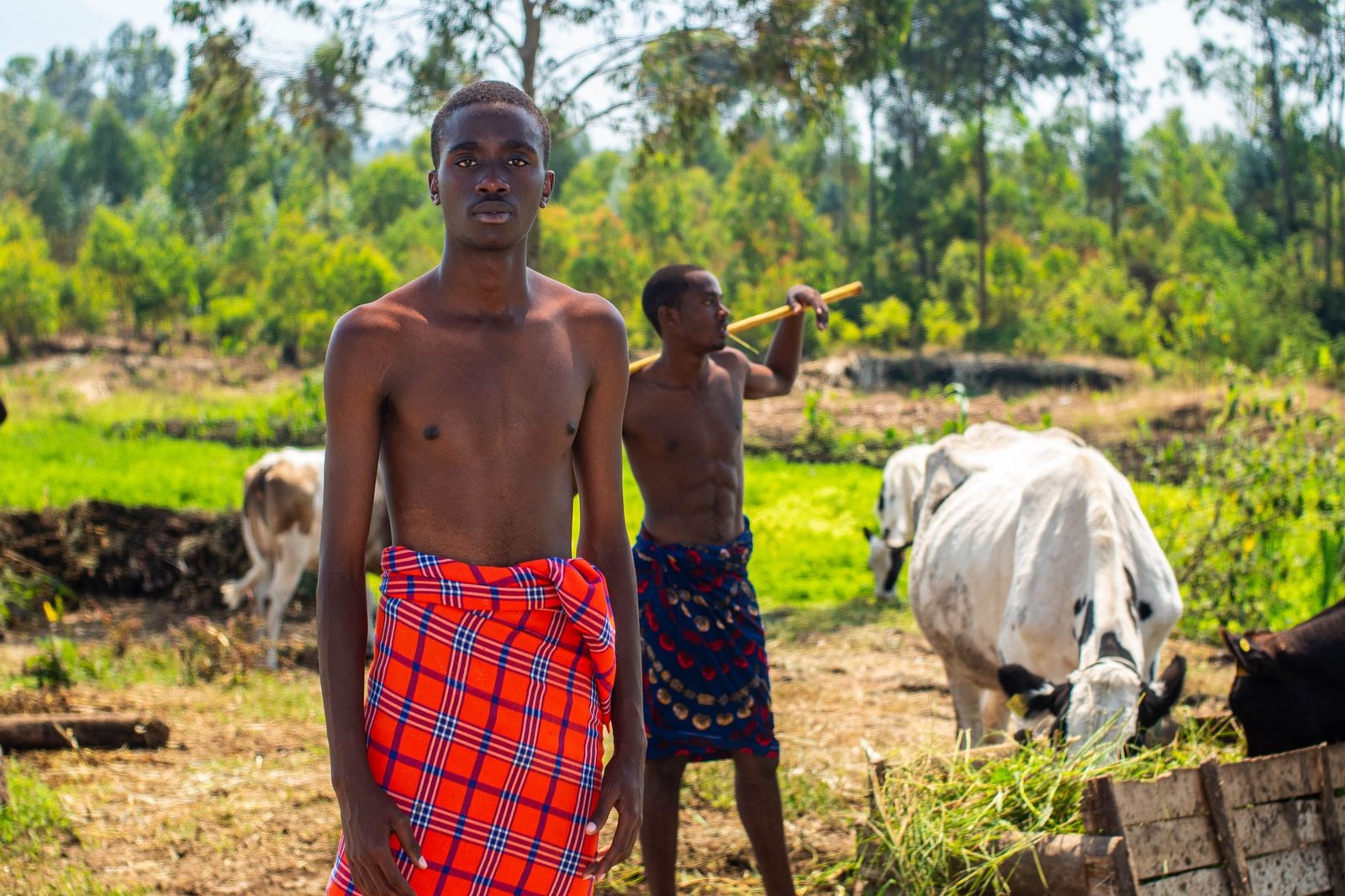 two young men in maasai shuka throws standing in a cow pasture