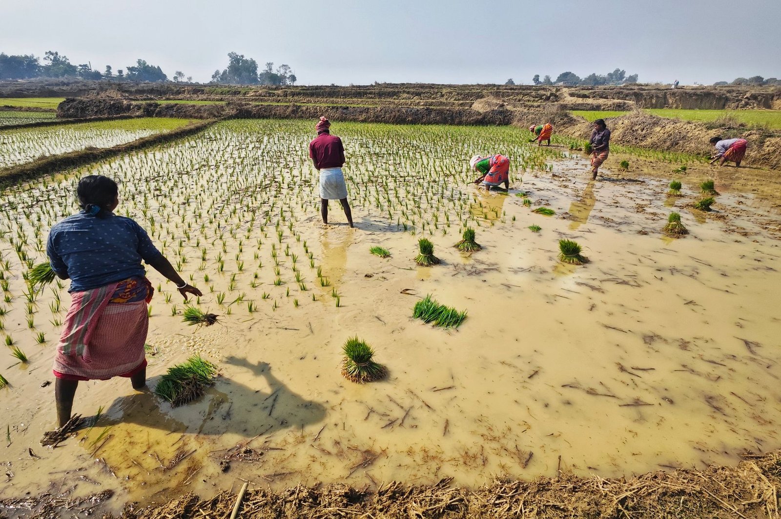 women working in a rice paddy