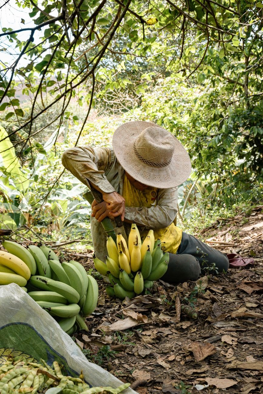 a man in a hat picking bananas from the ground