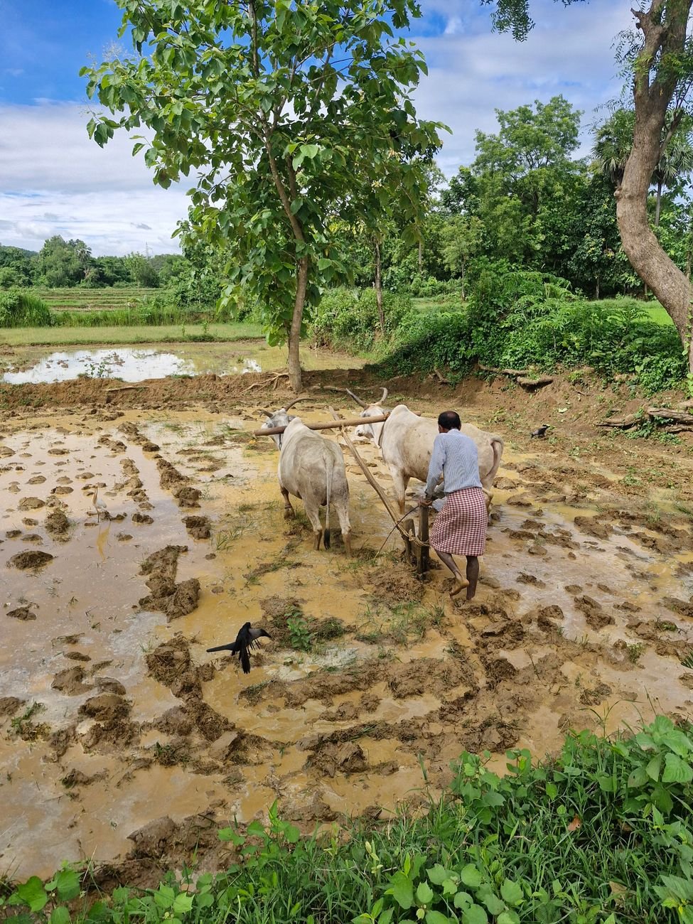 farming