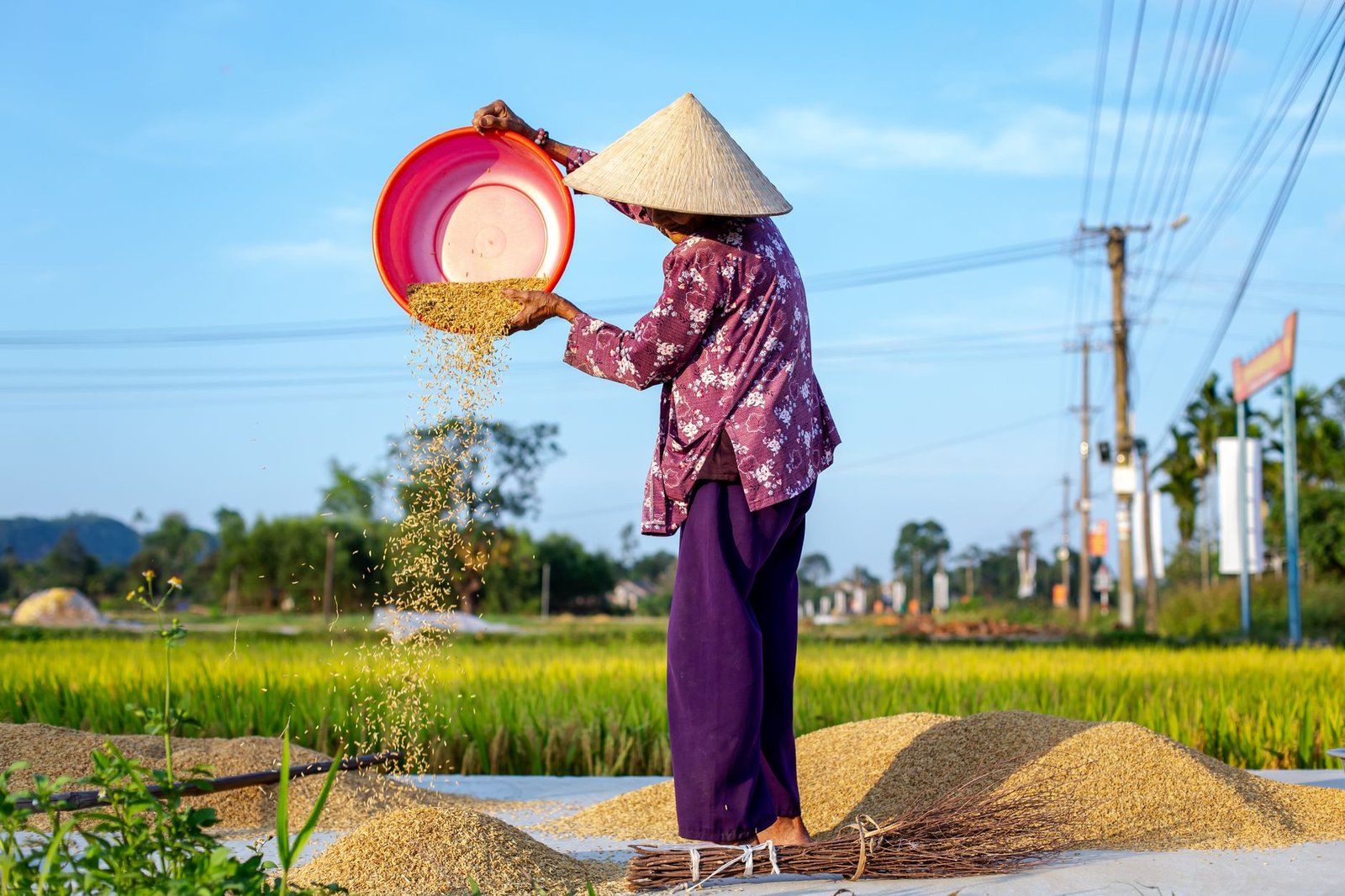 traditional vietnamese farmer sifting rice outdoors