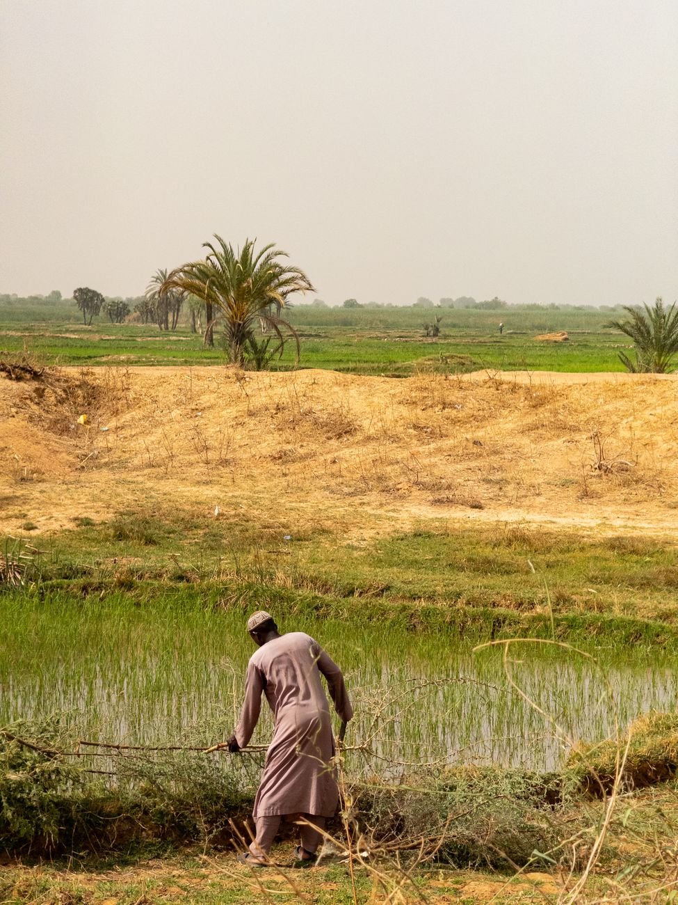 african farmer tending field in gezawa nigeria