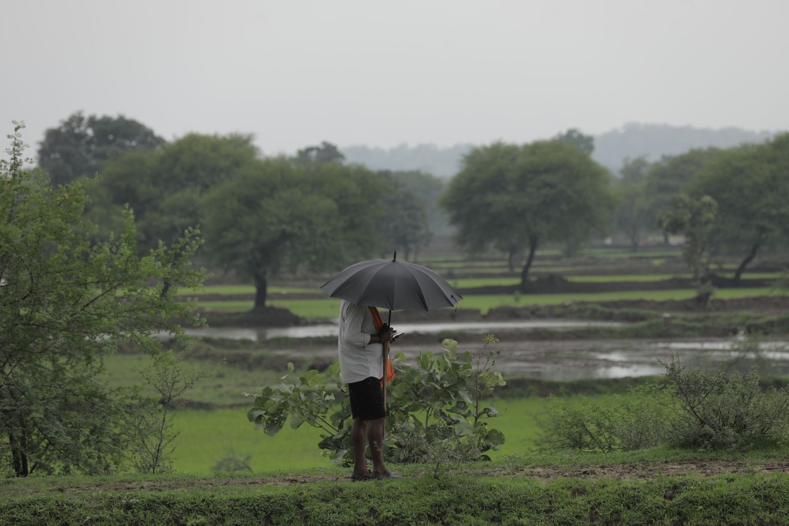 rainy day in nawagaon dayali s lush fields