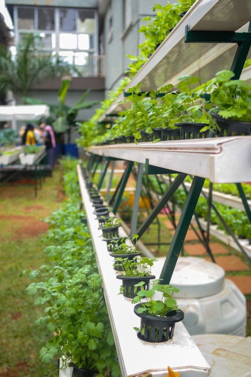 urban aquaponics in kampala central uganda