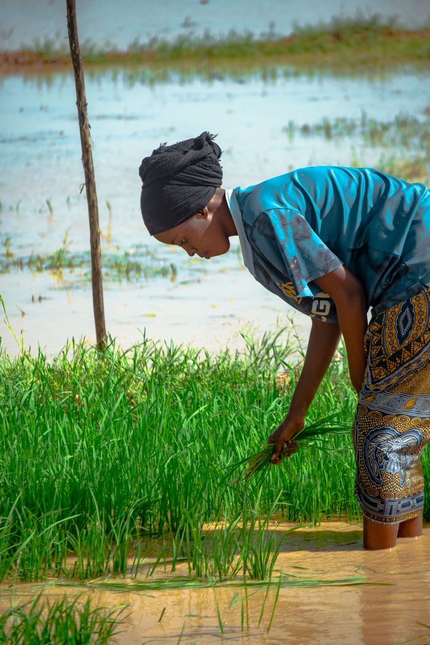 african woman harvesting rice in a field