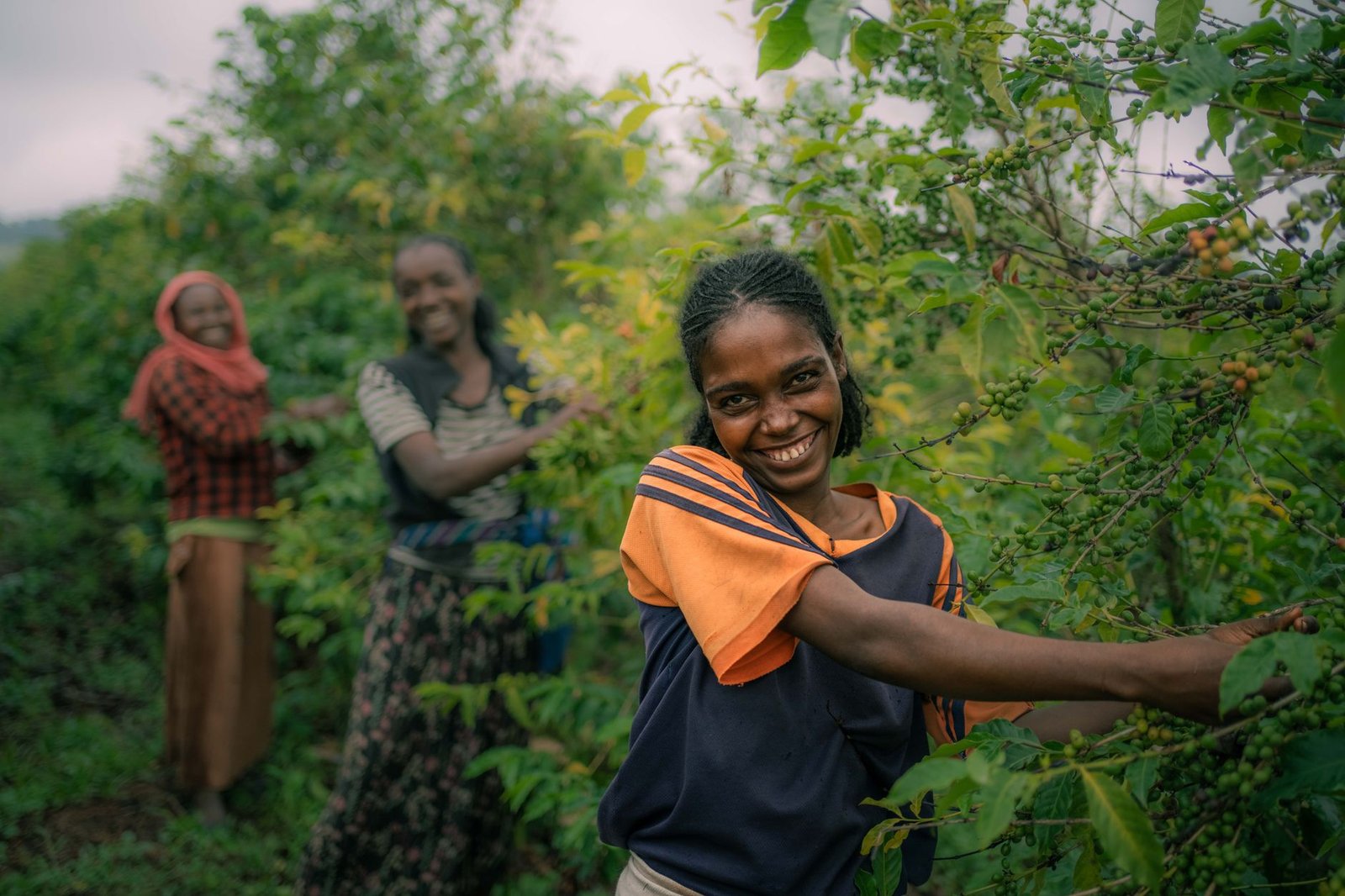 smiling women harvesting coffee in lush field