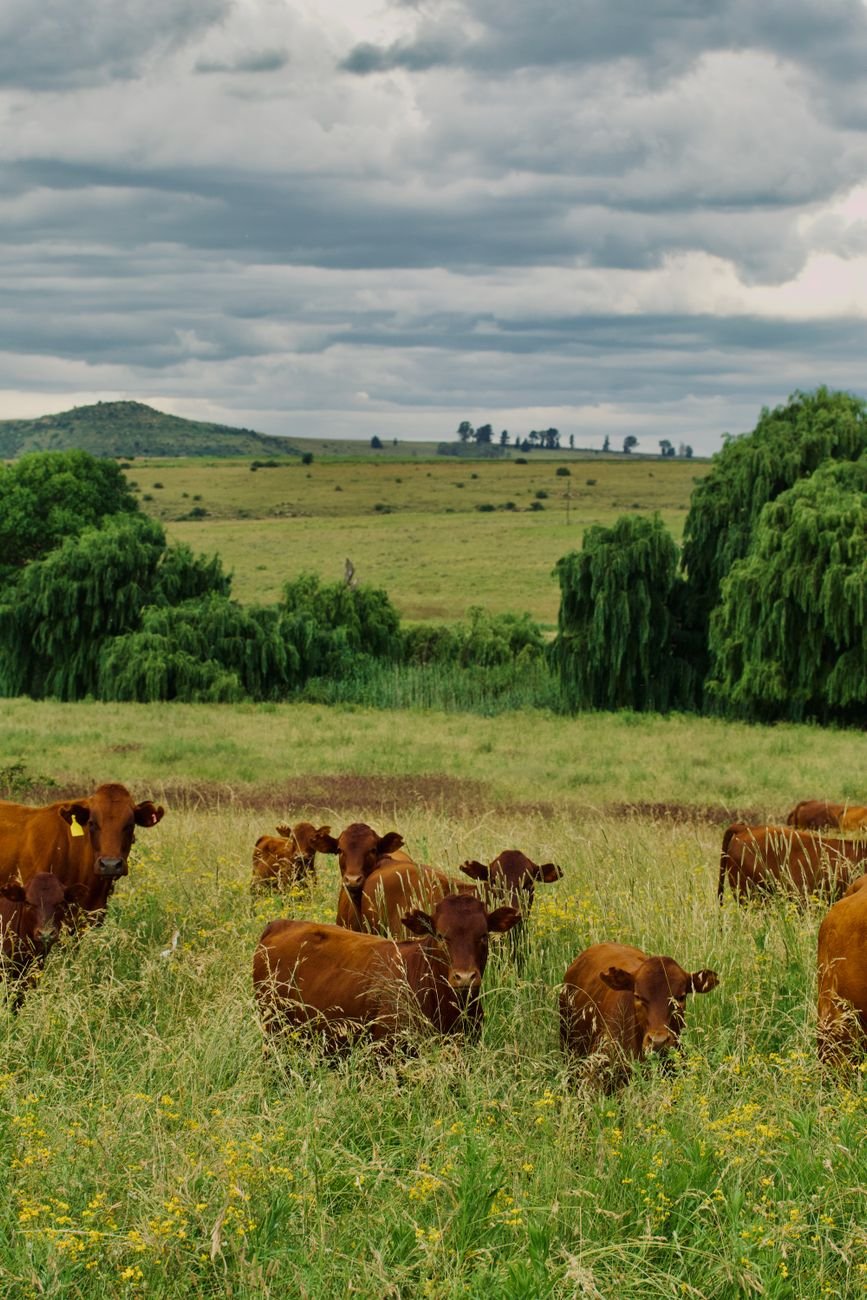 herd of cattle grazing in verdant field
