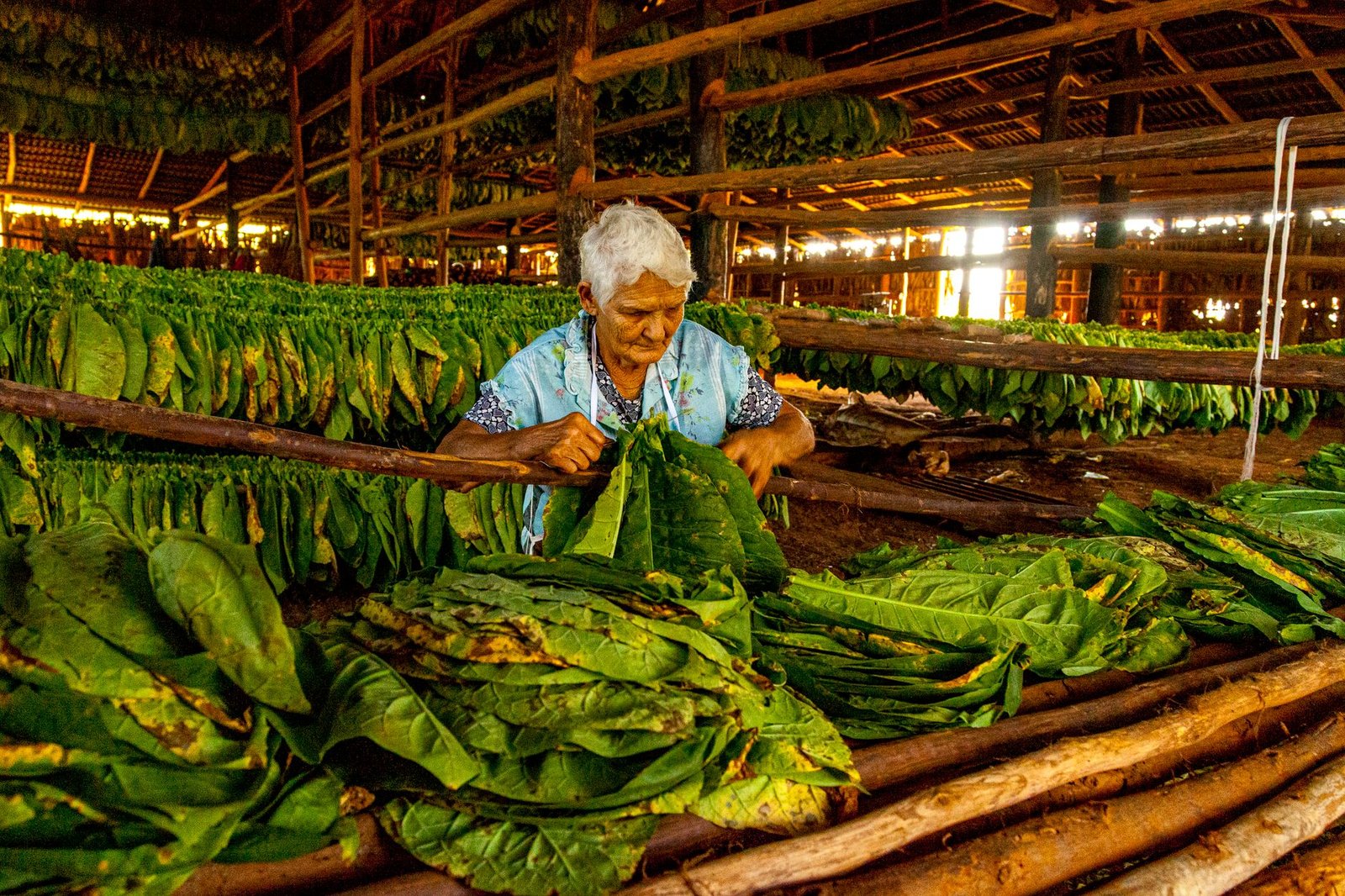 elderly woman sorting tobacco leaves in cuba