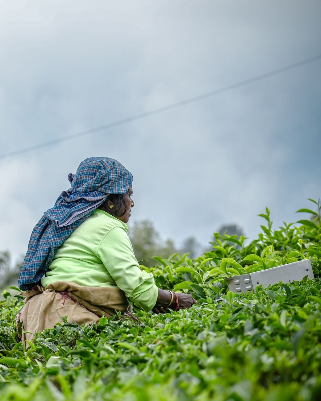 tea picker working on lush green plantation