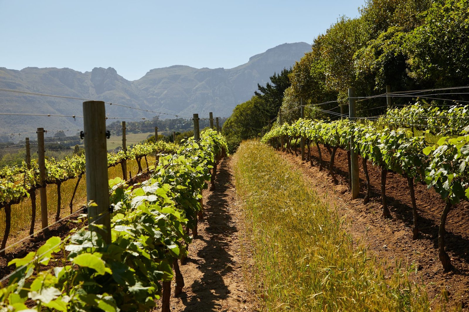 vineyard plantations in countryside