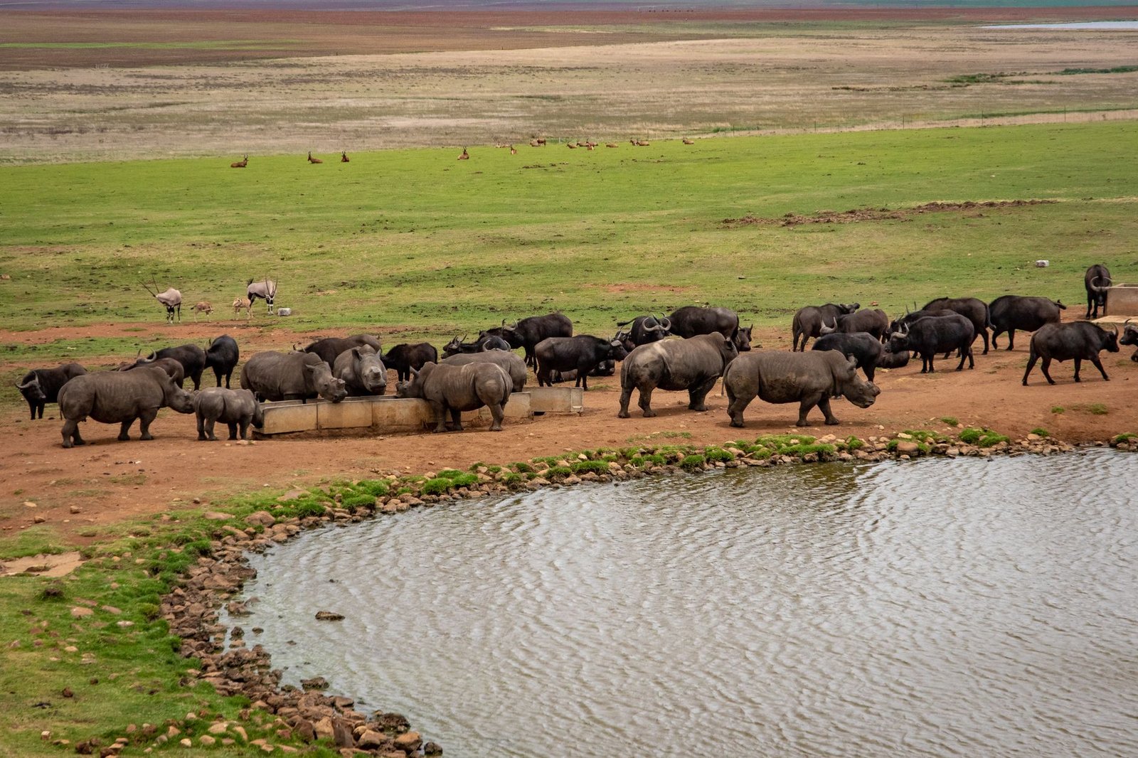 animals near a lake