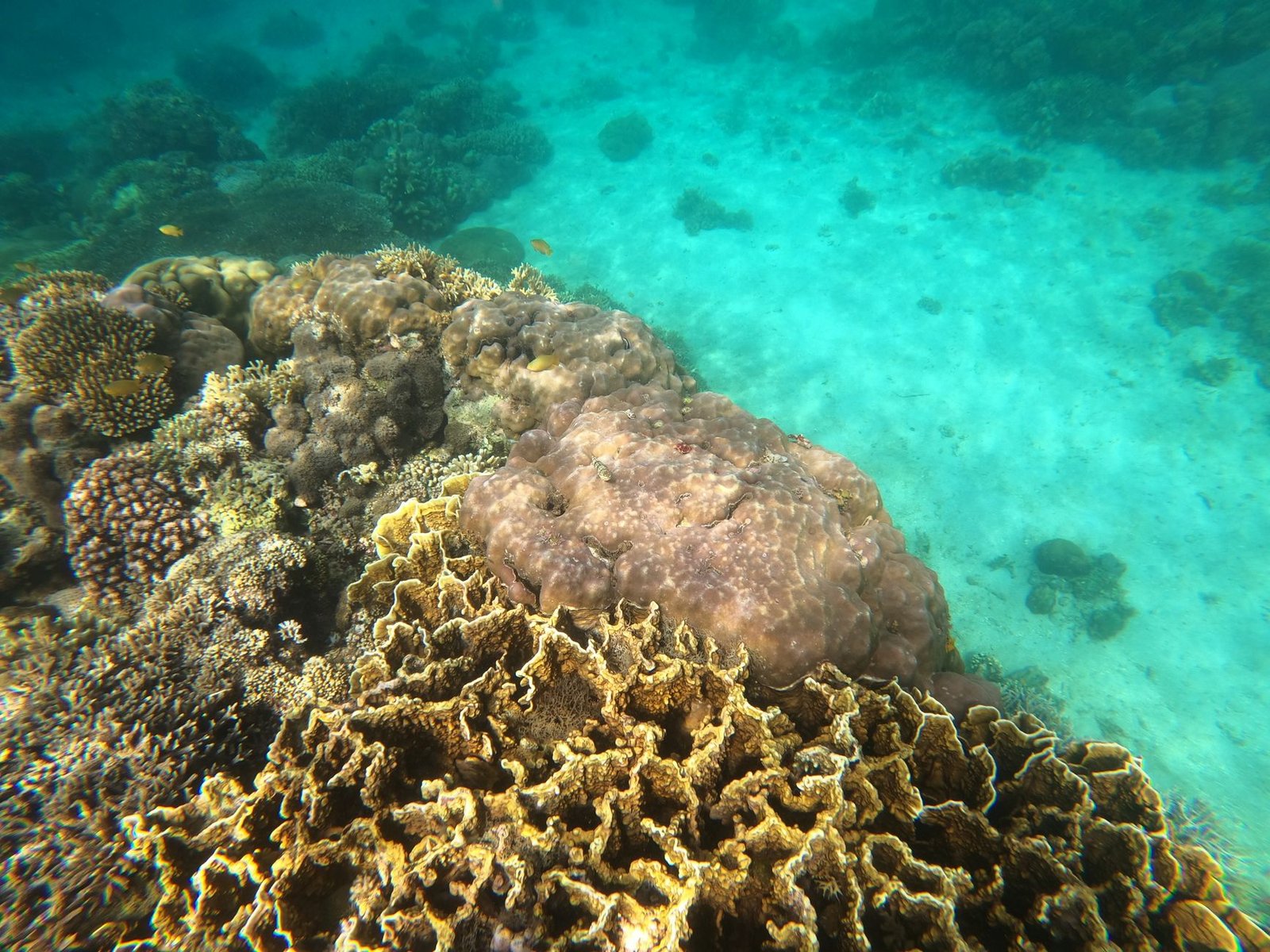 a coral reef underwater
