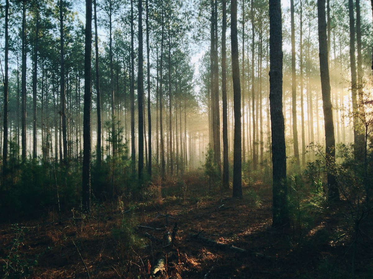 Tall trees in a forest, representing global biodiversity