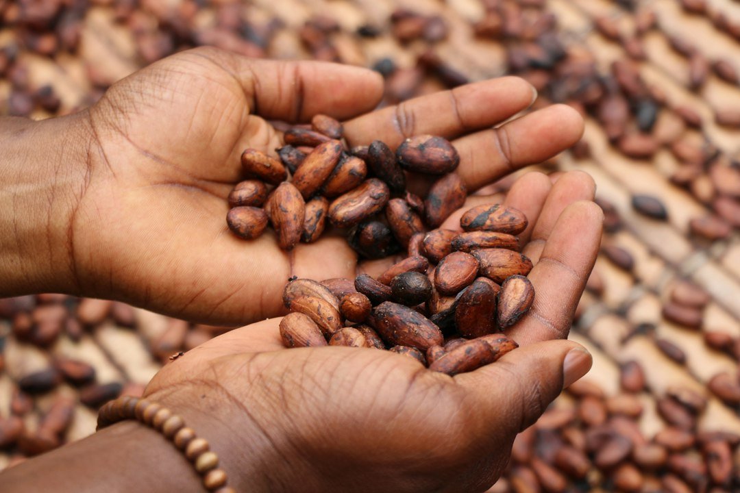 Cocoa beans drying