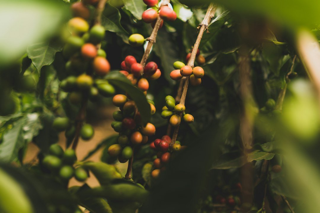 Coffee cherries ripening on the branch