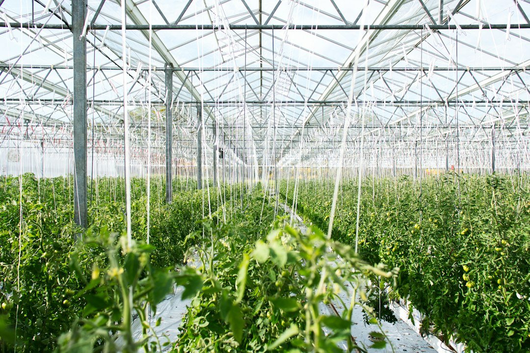 Rows of tomato plants growing inside a large glass greenhouse