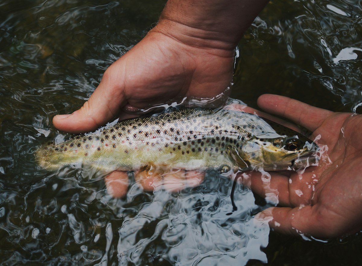 Person holding a freshwater fish from a river