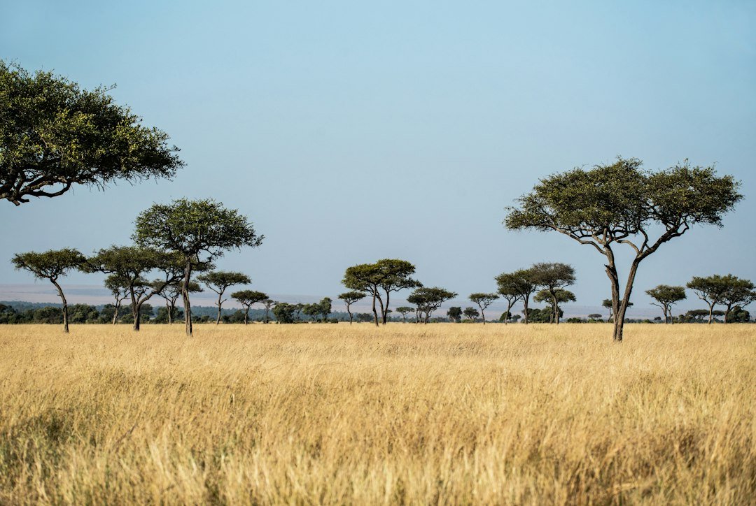 Acacia trees scattered across a golden savanna in southern Africa