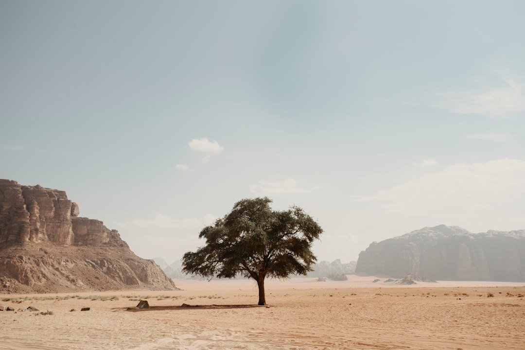 A lone tree on arid dryland