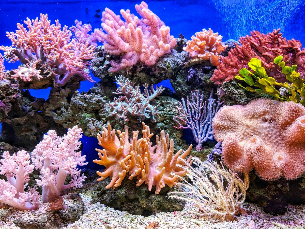 Live corals underwater near Pemba Island