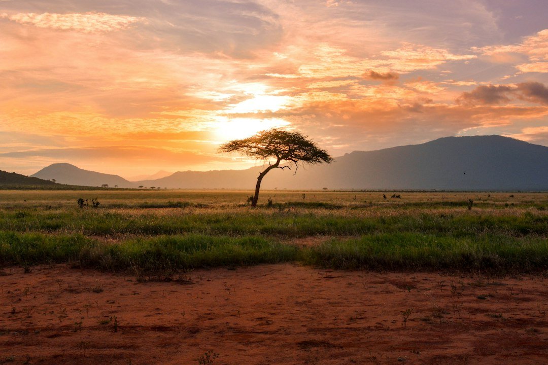 A tree on green land at golden hour in a Kenyan landscape