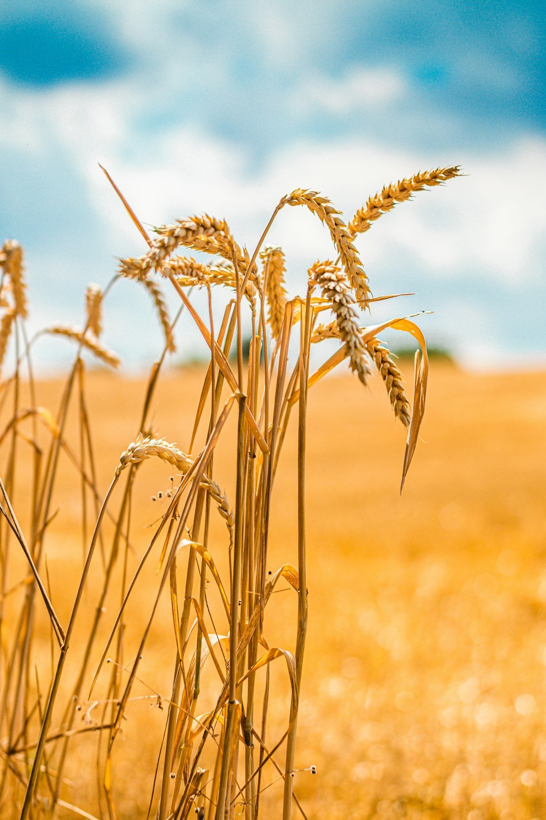 Golden wheat field