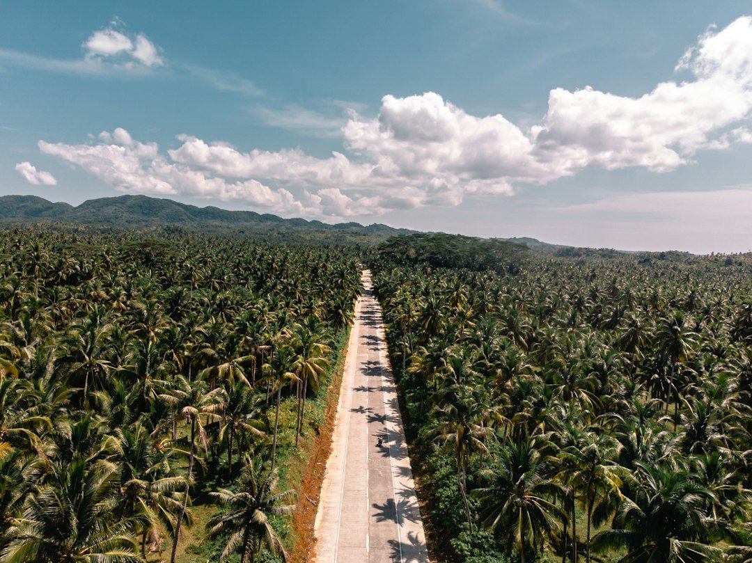 Green coconut trees under a blue sky in the Philippines
