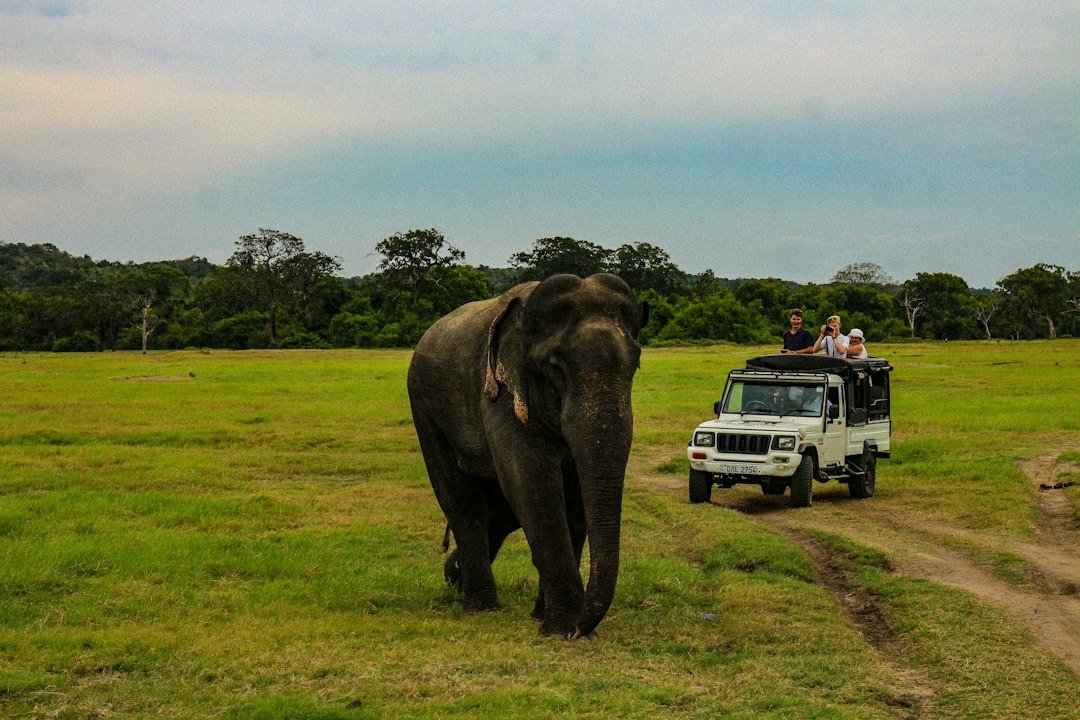 People in a vehicle near a grey elephant in a green field in Sri Lanka