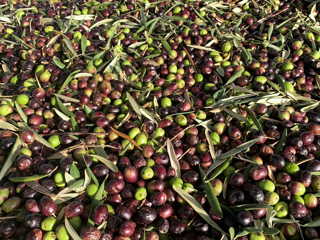 Purple and green olives freshly harvested