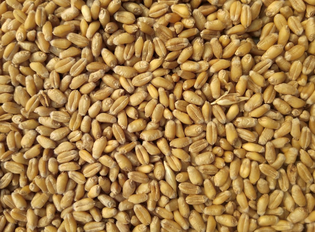 Close-up of brown grain seeds