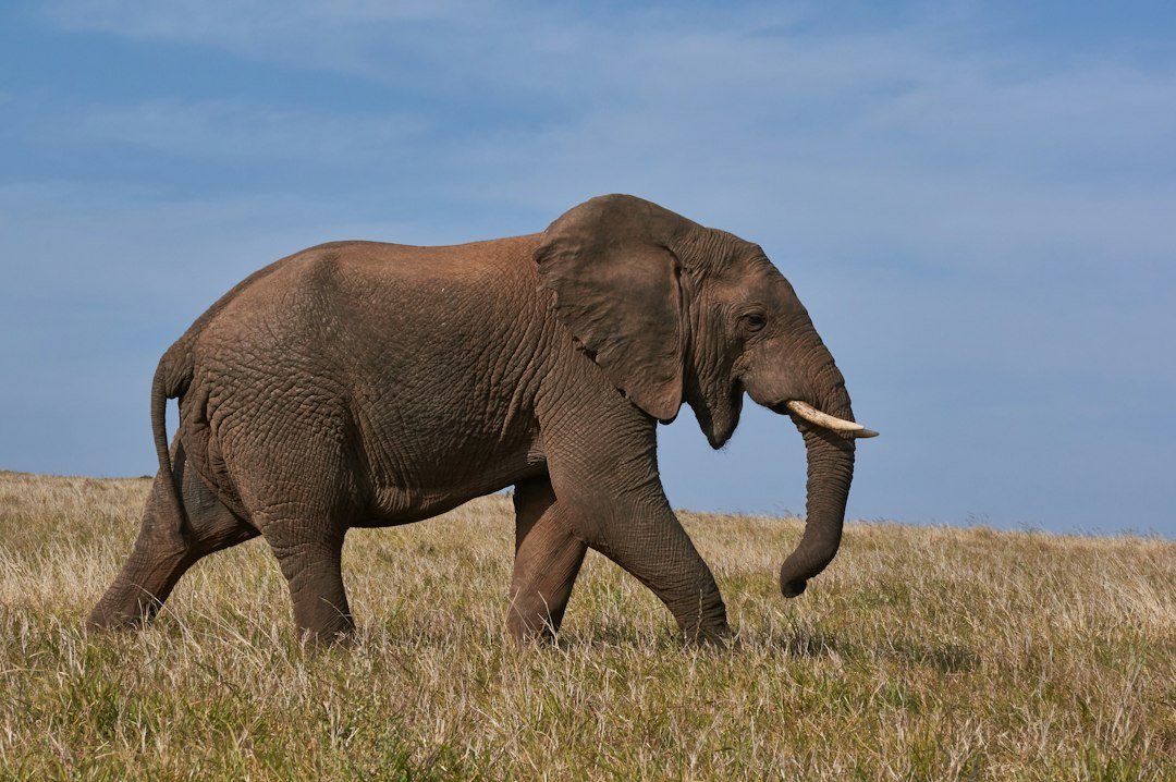 Elephant on grass field