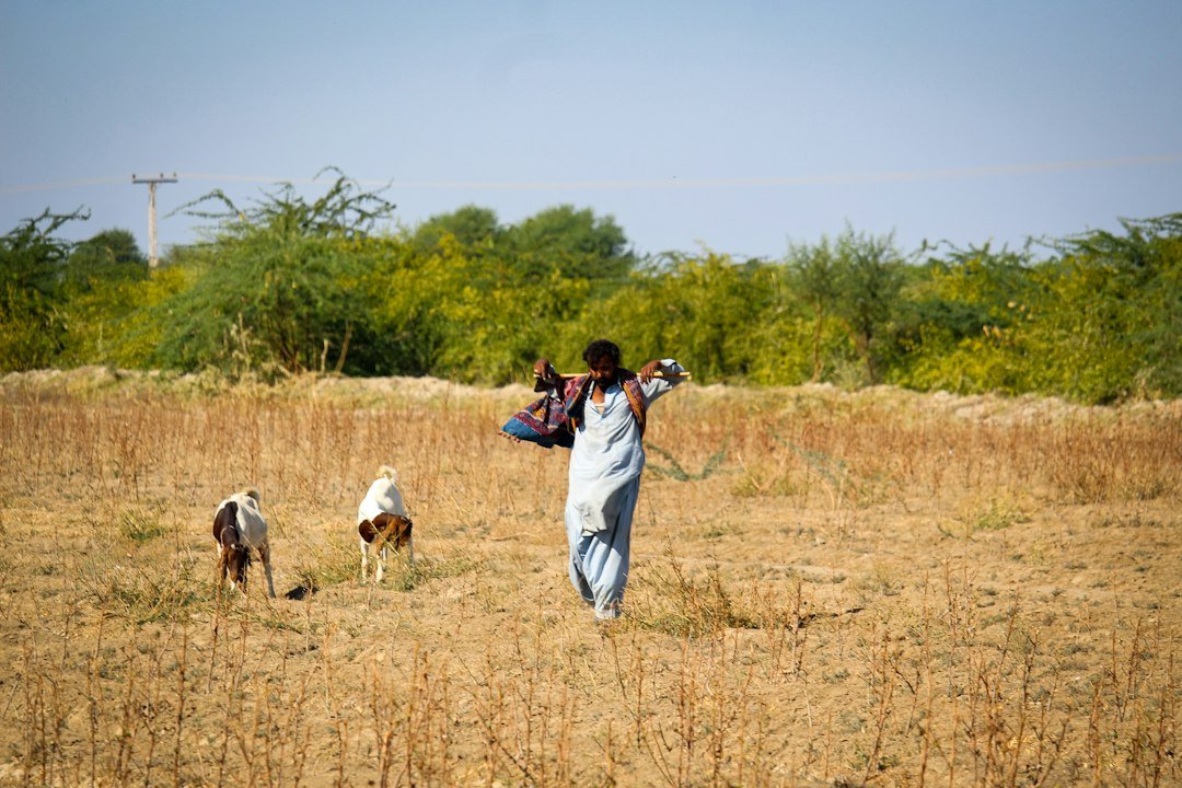 A herder leads livestock across arid land in Sindh, Pakistan