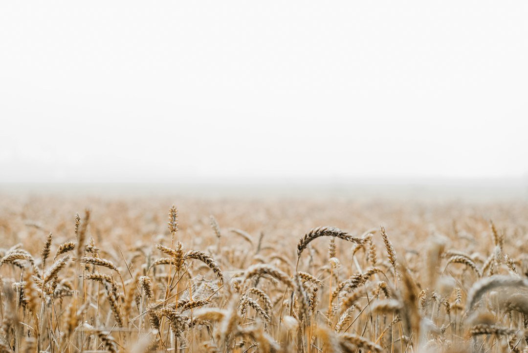 Wheat field