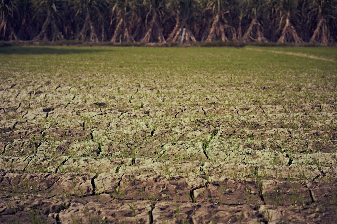 A green farm field with young seedlings under daylight