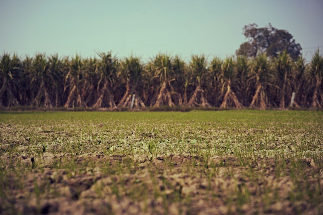 A sugarcane farm field in India