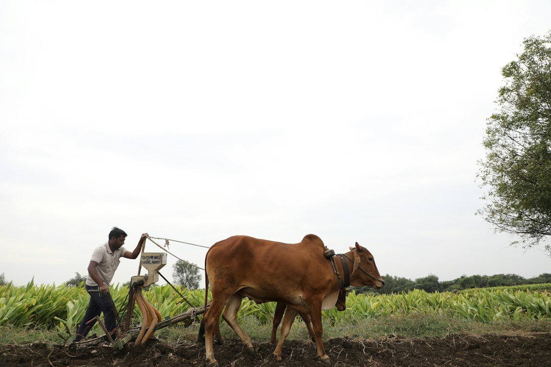A dairy farmer with his cow in India