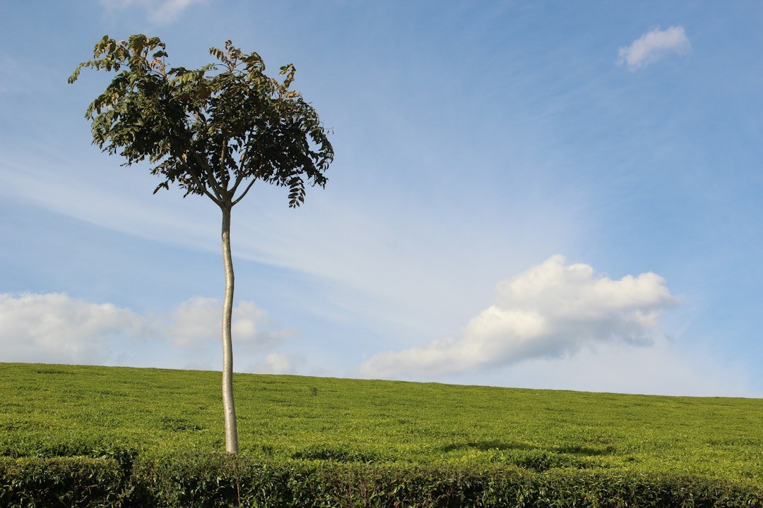 Tea growing landscape in Kenya