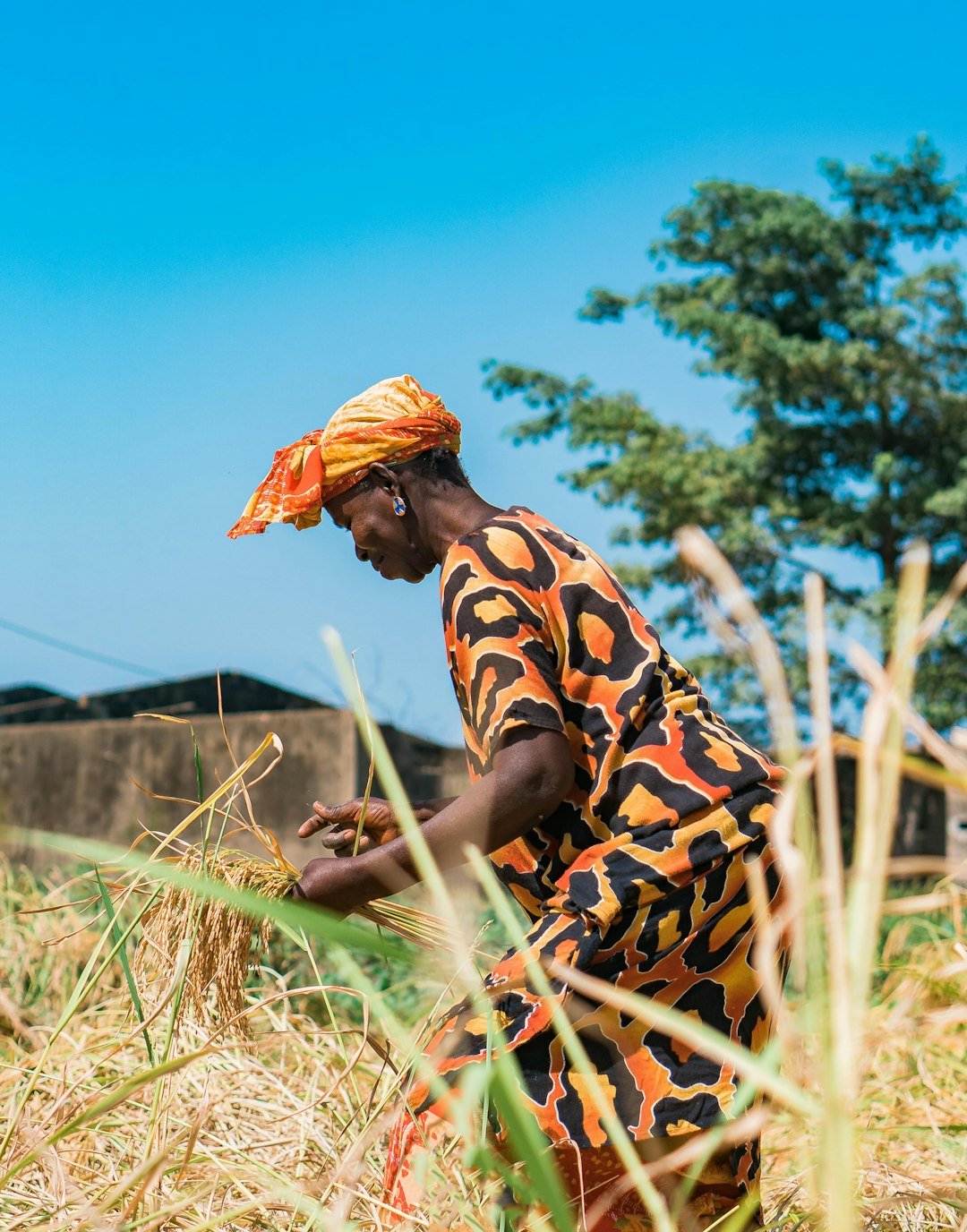 A woman standing in a rice field in Senegal
